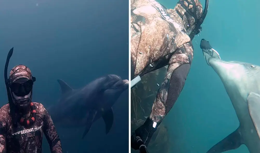 Cada vez que ingresa al agua, el buceador es sorprendido por el animal marino que siempre lo acompañada. Foto: captura de YouTube