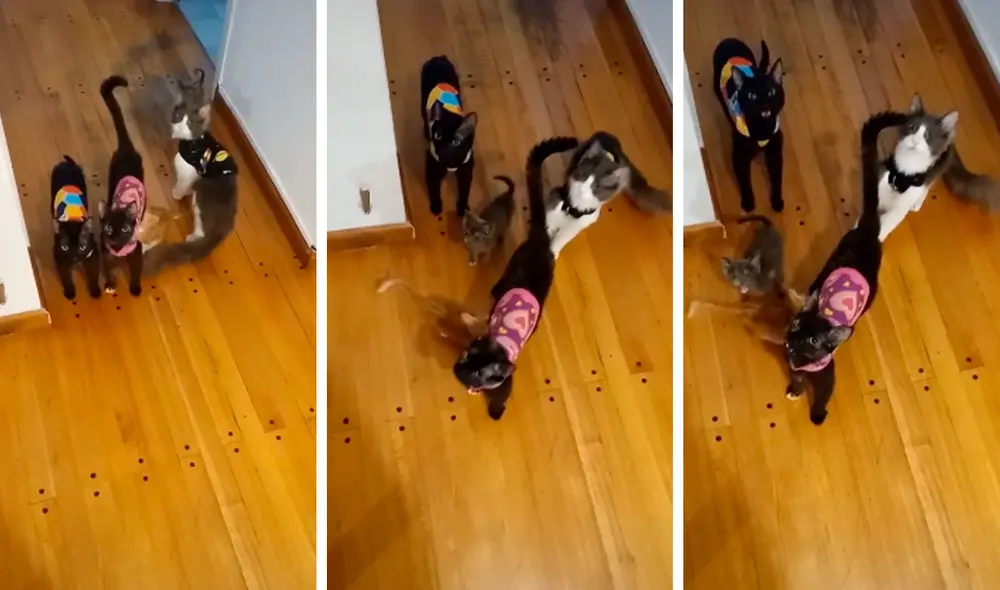 La grabación consiguió más de 3,7 millones de reproducciones en la red social. Foto: captura de TikTok/@fluidwach La grabación consiguió más de 3,7 millones de reproducciones en la red social. Foto: captura de TikTok/@fluidwach