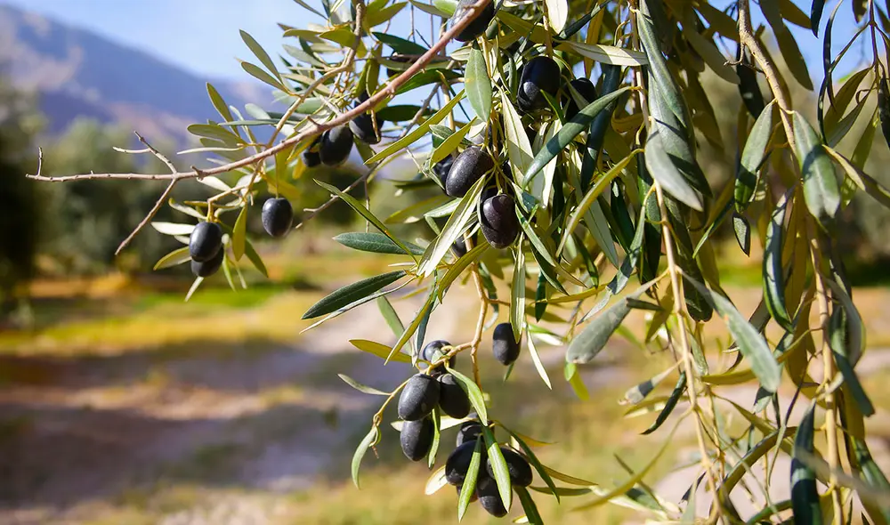 El Algarrobal tiene aceitunas de hasta 5 centímetros. Para los agricultores, el clima es la clave del tamaño. Foto: La República/Rodrigo Talavera