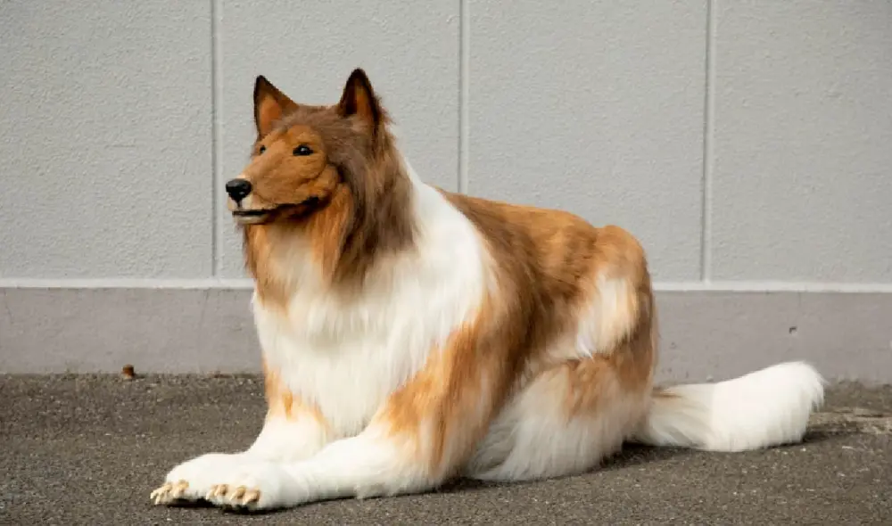 Toko mandó a realizar un traje de perro de raza collie exclusivo para que él pueda utilizarlo en su día a día. Foto: Zeppet