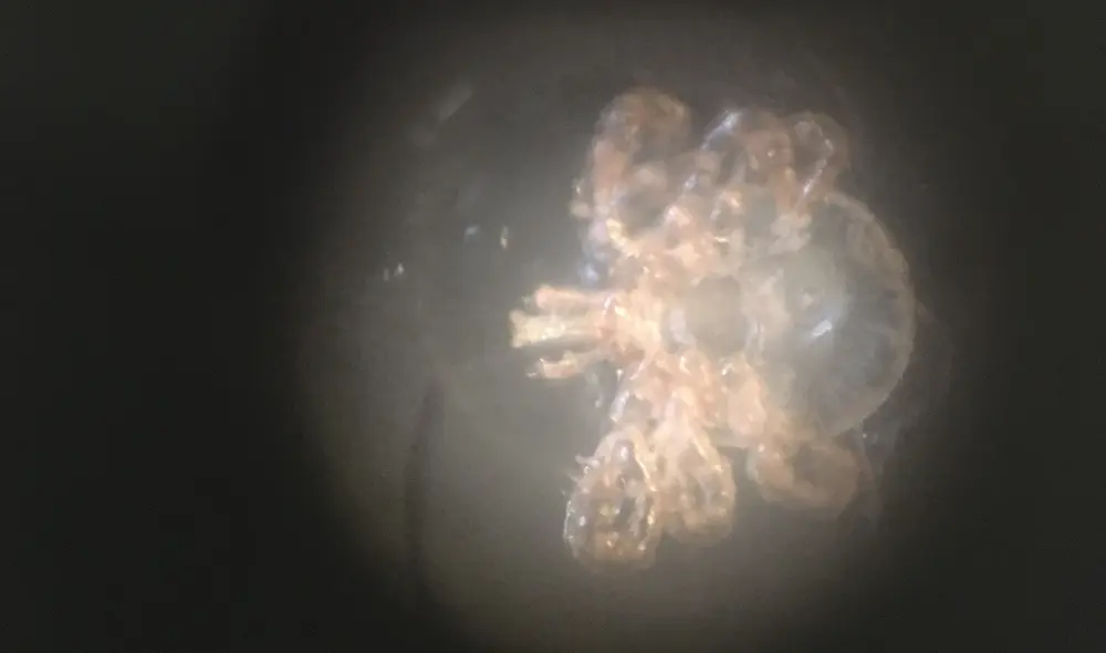 La garrapata de la estrella solitaria (lone star tick, en inglés) caza a los humanos detectando su calor y el dióxido de carbono que emiten. Foto: David E. Rattray La garrapata de la estrella solitaria (lone star tick, en inglés) caza a los humanos detectando su calor y el dióxido de carbono que emiten. Foto: David E. Rattray