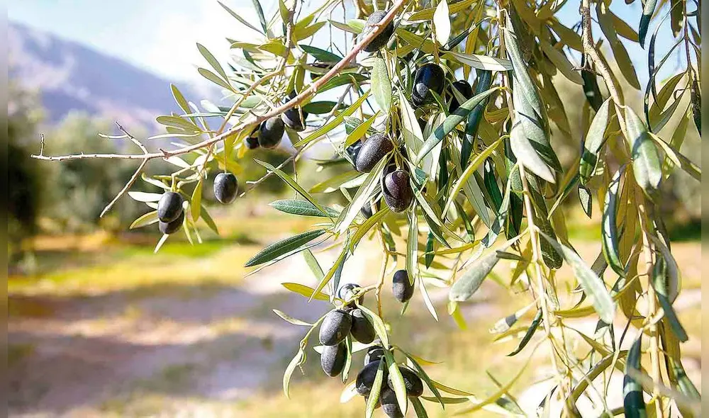 las aceitunas más grandes del mundo