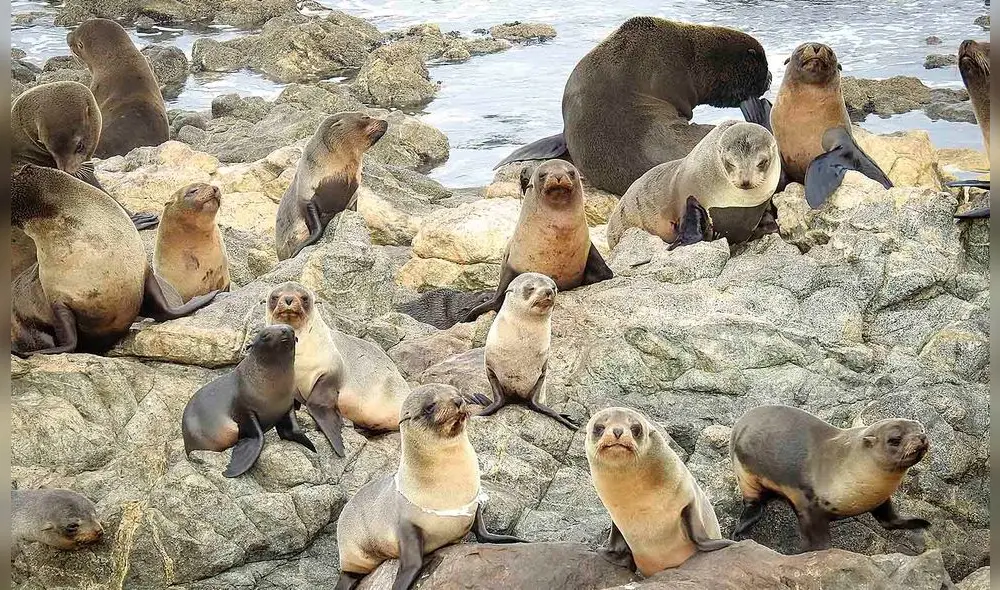 Mayor. Ilo tiene la mayor colonia de lobos finos y chuscos en la costas peruanas. Son alrededor de cuatro mil en Punta Coles.