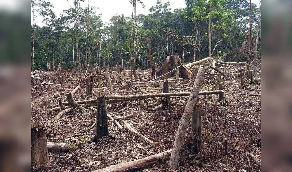 La deforestación es uno de los problemas ambientales más serios creados por el ser humano. Foto: Ecología Verde