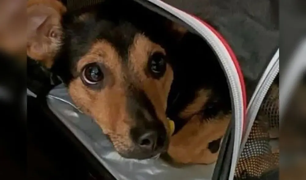 Coco pasó más de 40 horas en el aeropuerto bajo amenaza de ser deportado por el vencimiento de una de sus vacunas. Foto: Infobae Coco pasó más de 40 horas en el aeropuerto bajo amenaza de ser deportado por el vencimiento de una de sus vacunas. Foto: Infobae