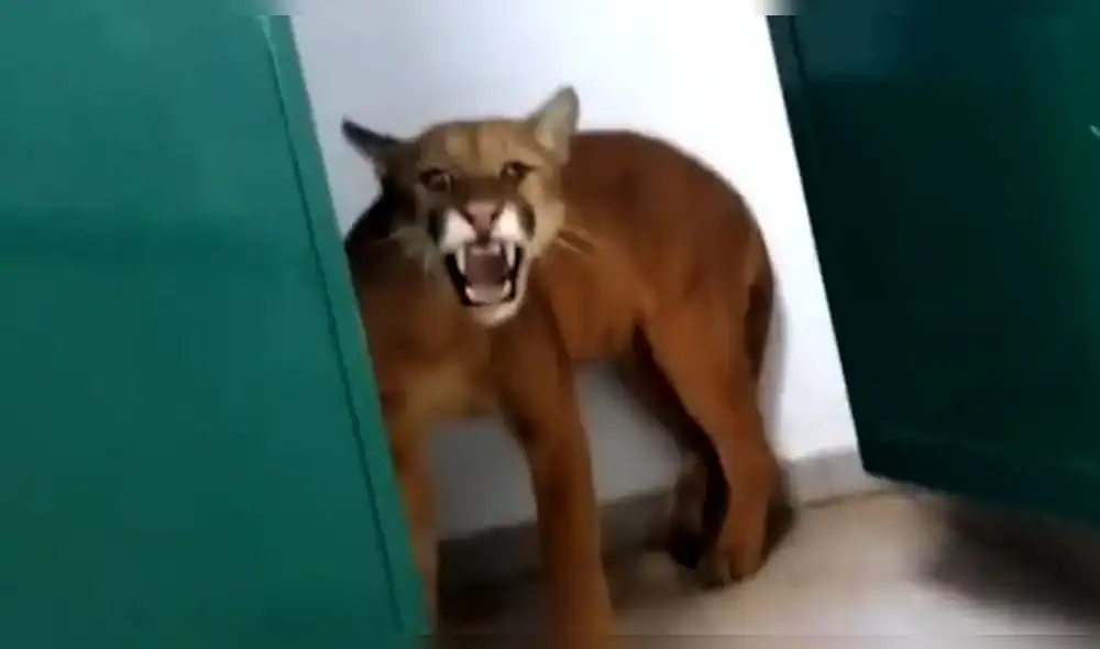 En ese momento habían más de 40 alumnos y familiares dentro de la institución educativa. Foto: Captura/Twitter/Metrópoles En ese momento habían más de 40 alumnos y familiares dentro de la institución educativa. Foto: Captura/Twitter/Metrópoles