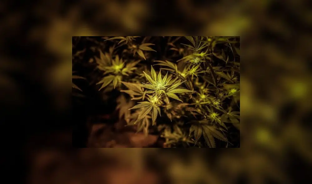 El cannabis ayuda a tratar el párkinson, esclerosis, epilepsia, dolor crónico, cáncer, entre otras afecciones, reconocidas en el 2020 por la ONU.