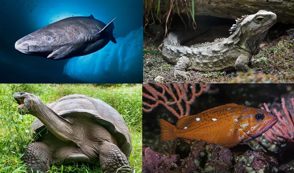 Escualos, reptiles, quelonios y peces conforman la lista de los animales más longevos del mundo. Foto: composición/La República Escualos, reptiles, quelonios y peces conforman la lista de los animales más longevos del mundo. Foto: composición/La República