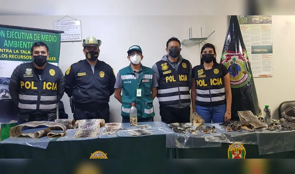 La operación se realizó en conjunto con personal del Servicio Nacional Forestal y de Fauna Silvestre (Serfor). Foto: PNP La operación se realizó en conjunto con personal del Servicio Nacional Forestal y de Fauna Silvestre (Serfor). Foto: PNP