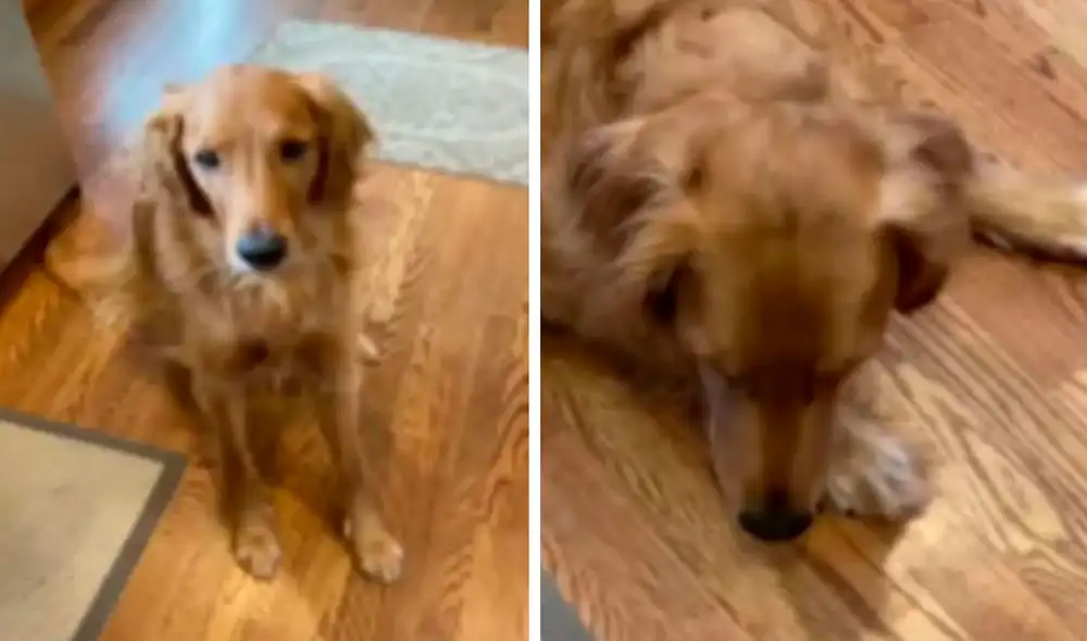 Cada mañana, el travieso perro hacía creer en su casa que cumplía en tomar pastillas, pero en realidad todo era mentira. Foto: captura de YouTube