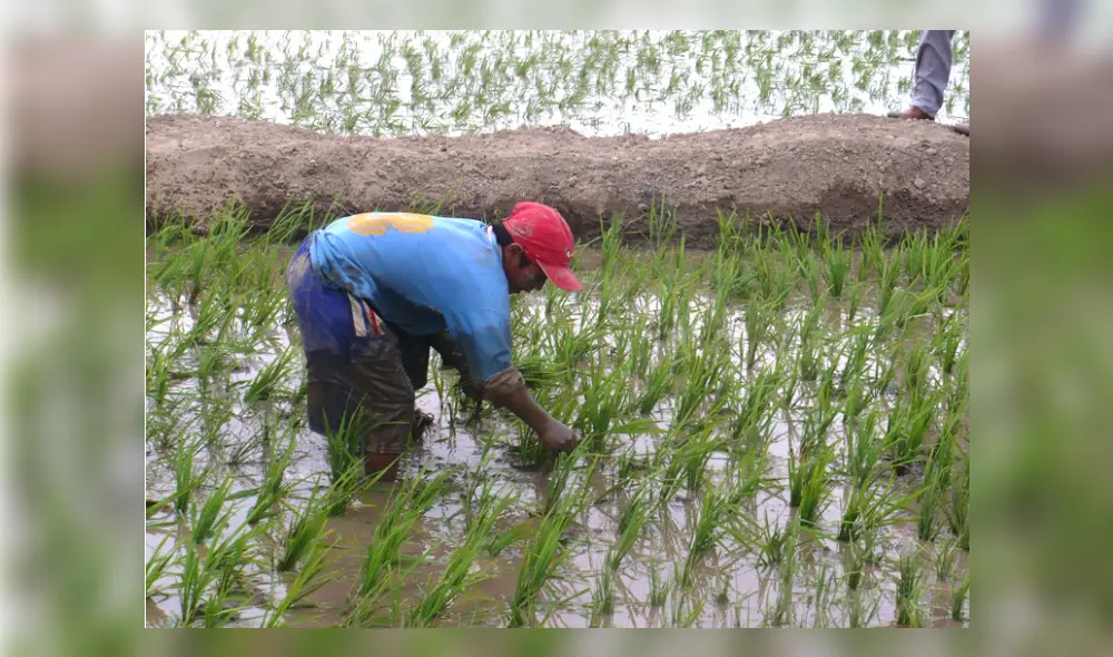 Luis Toledo manifestó que el cultivo de arroz requiere gran cantidad de agua. Foto: La República Luis Toledo manifestó que el cultivo de arroz requiere gran cantidad de agua. Foto: La República