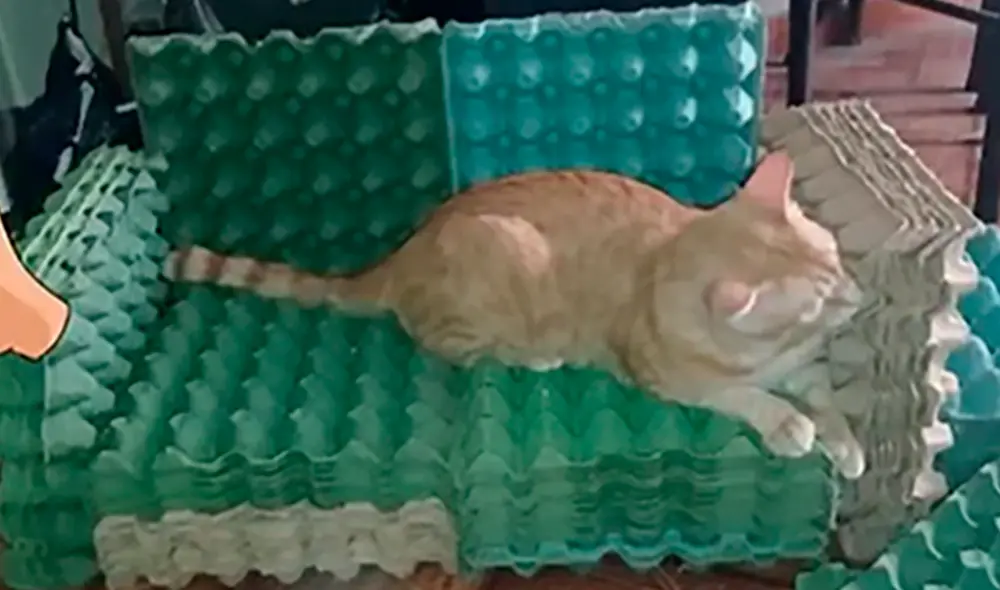 El felino se acomodó en el nuevo sillón que su ama creaba para él. Foto: captura de TikTok
