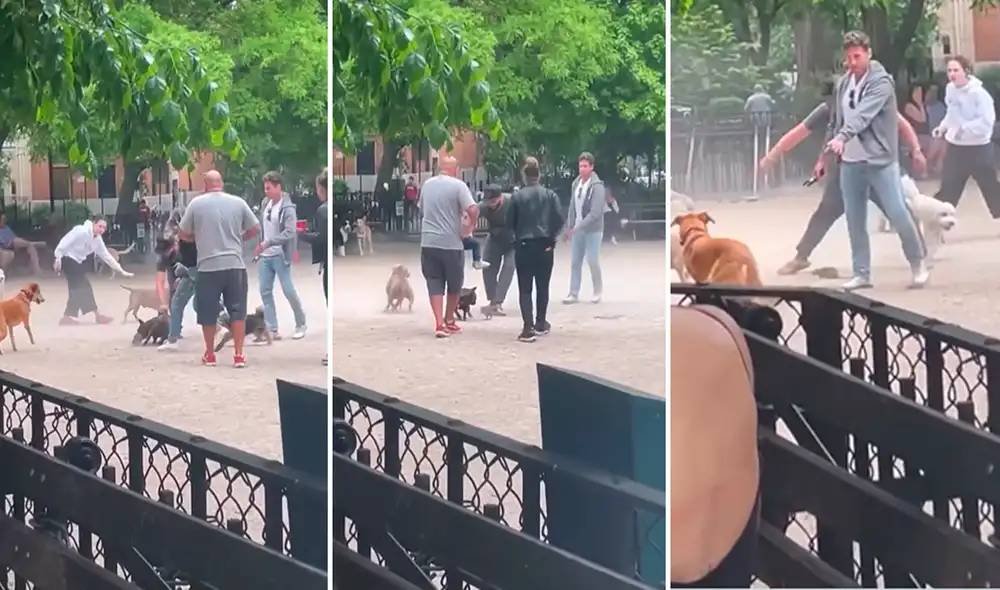Los perros se descontrolaron y comenzaron a correr detrás de la rata ante la mirada atónita de sus propietarios. Foto: captura de Facebook Los perros se descontrolaron y comenzaron a correr detrás de la rata ante la mirada atónita de sus propietarios. Foto: captura de Facebook