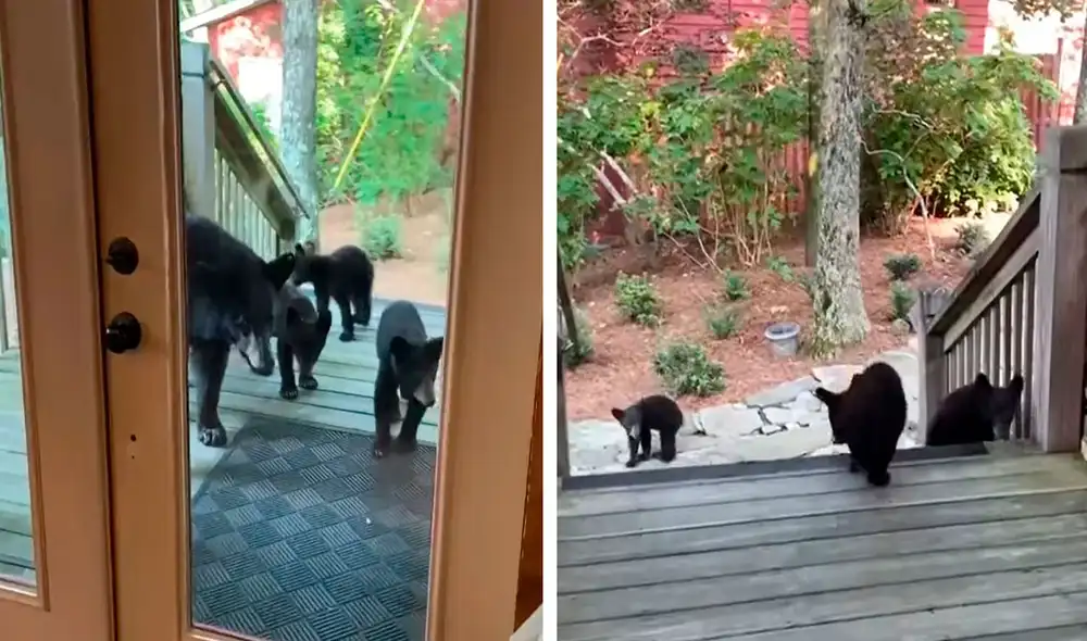 Pese a que los animales eran pequeños, la mujer y su familia tuvieron cuidado para evitar cualquier incidente. Foto: captura de YouTube Pese a que los animales eran pequeños, la mujer y su familia tuvieron cuidado para evitar cualquier incidente. Foto: captura de YouTube