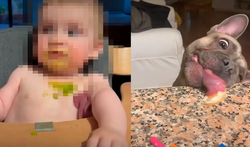 El curioso comportamiento del perrito ha logrado que el clip tenga más de 3 millones de visualizaciones. Foto: captura de TikTok