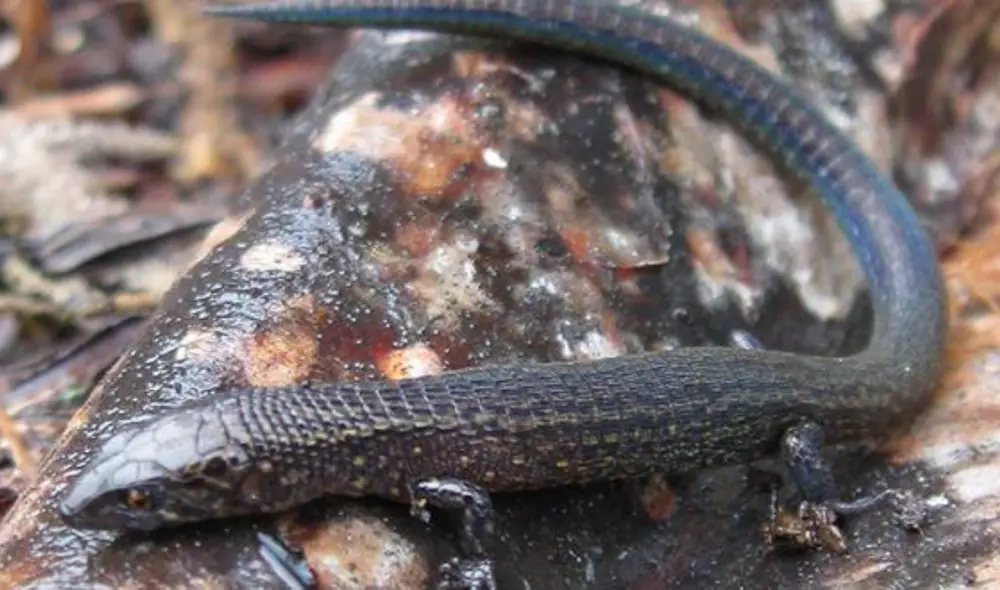 Ejemplar fue hallado cerca a la zona donde se grabó película Transformers. Foto: Sernanp Ejemplar fue hallado cerca a la zona donde se grabó película Transformers. Foto: Sernanp