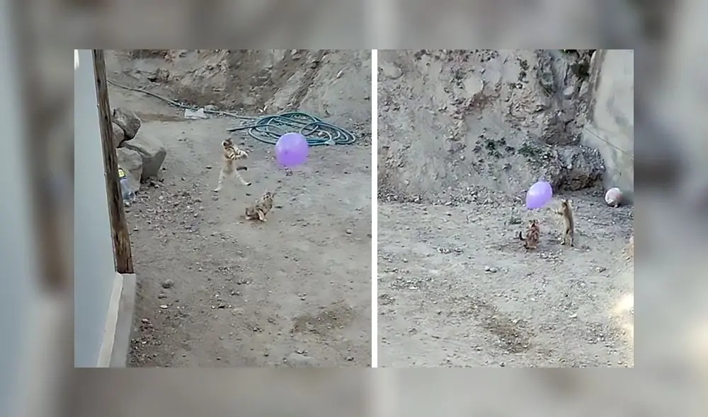 La adorable escena superó el millón de visualizaciones en la red social. Foto: captura de TikTok La adorable escena superó el millón de visualizaciones en la red social. Foto: captura de TikTok