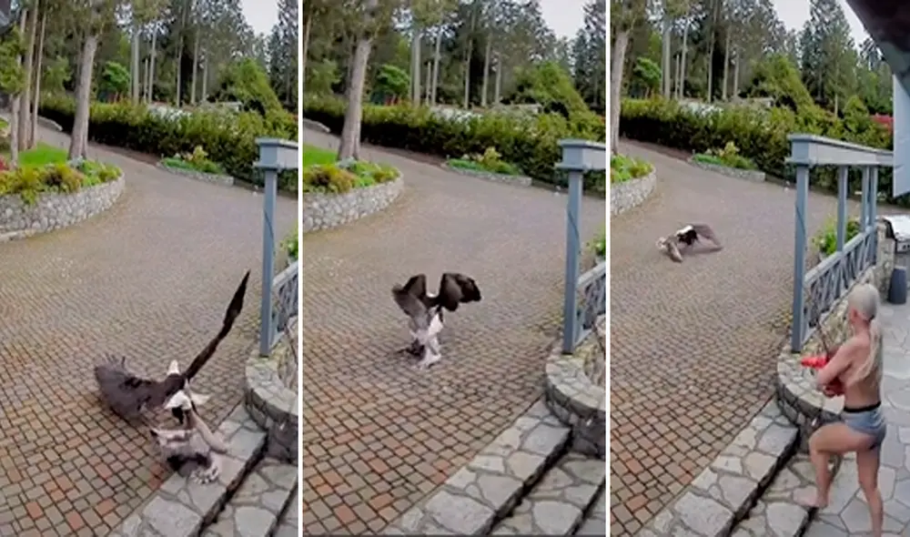 La mujer no lo pensó dos veces para sacar al águila de su propiedad y rescatar a su mascota. Foto: captura de TikTok