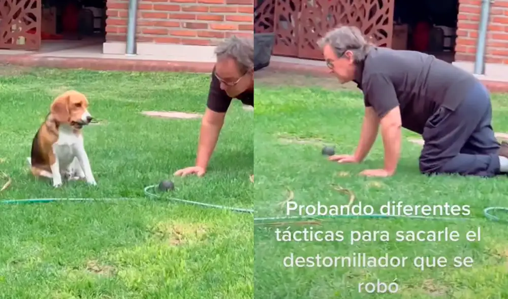 El video viral ha alcanzado más de 424.000 visualizaciones. Foto: captura de TikTok El video viral ha alcanzado más de 424.000 visualizaciones. Foto: captura de TikTok