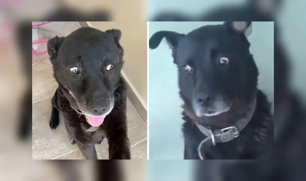 La grabación sumó 7,3 millones de reproducciones en la red social. Foto: captura de TikTok