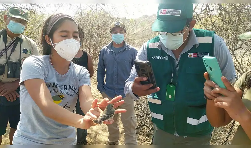El anillo permitirá reconocer y actualizar la información en caso el ave sea recapturada. Foto: Difusión.