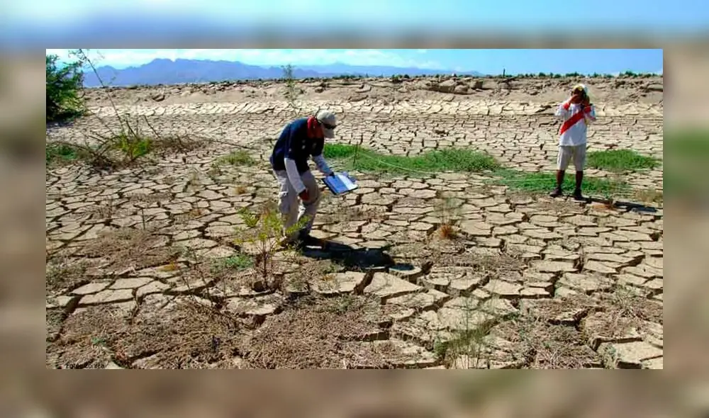 Más de 20.000 cabezas de ganado vacuno se encuentran en riesgo de morir. Foto: difusión