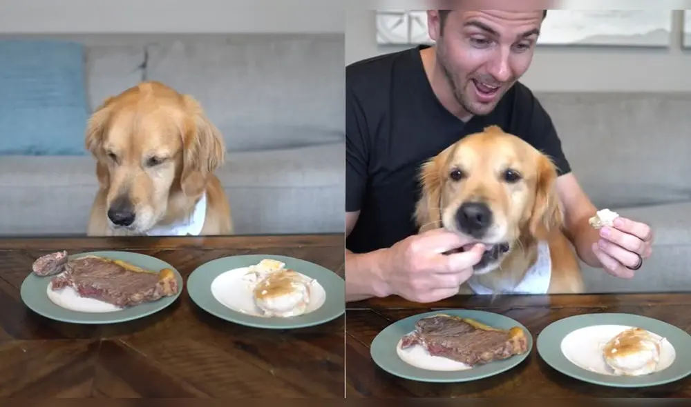 La perrita comió cuando su dueño le dio esa indicación. Foto: composición/ @elliegoldenlife/TikTok