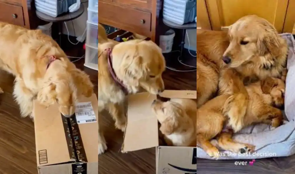 El clip es viral en TikTok y otras redes sociales. Foto: TikTok