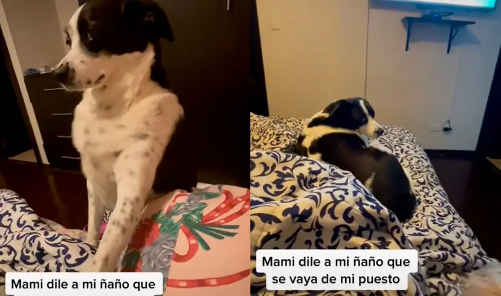 La mascota solicitó a su ama que lo ayudara a que su 'hermano' se bajara de la cama para que no ocupara su espacio. Foto: captura de TikTok La mascota solicitó a su ama que lo ayudara a que su 'hermano' se bajara de la cama para que no ocupara su espacio. Foto: captura de TikTok