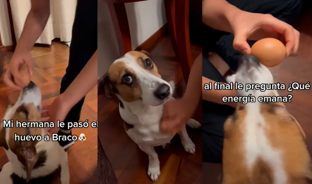 El perrito recibió el tratamiento contra el 'mal del ojo' para que quedara sin energías negativas. Foto: captura de TikTok El perrito recibió el tratamiento contra el 'mal del ojo' para que quedara sin energías negativas. Foto: captura de TikTok