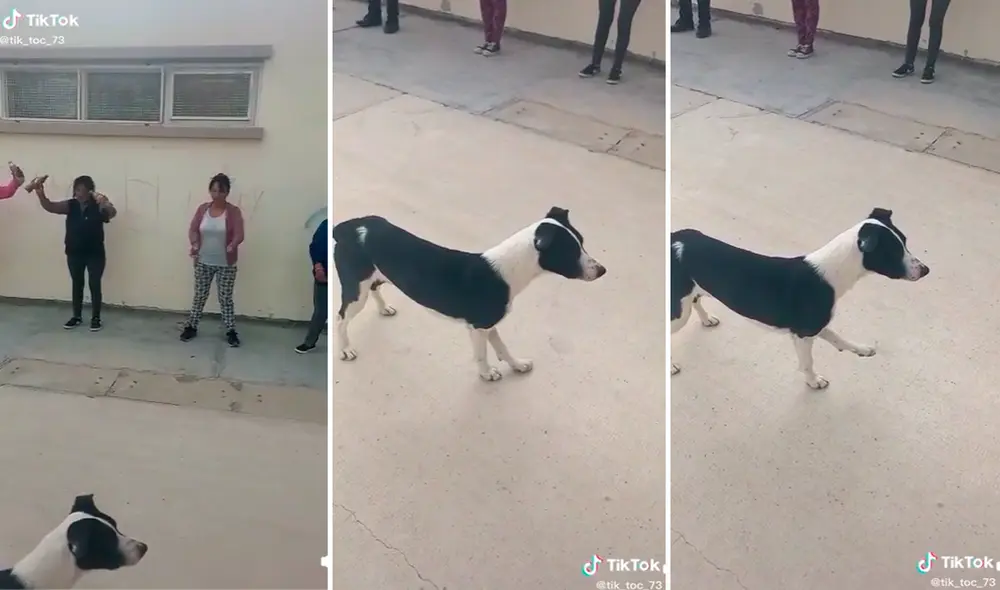 El perrito cautivó los corazones de miles de usuarios con su peculiar rutina de ejercicios. Foto: captura de TikTok El perrito cautivó los corazones de miles de usuarios con su peculiar rutina de ejercicios. Foto: captura de TikTok