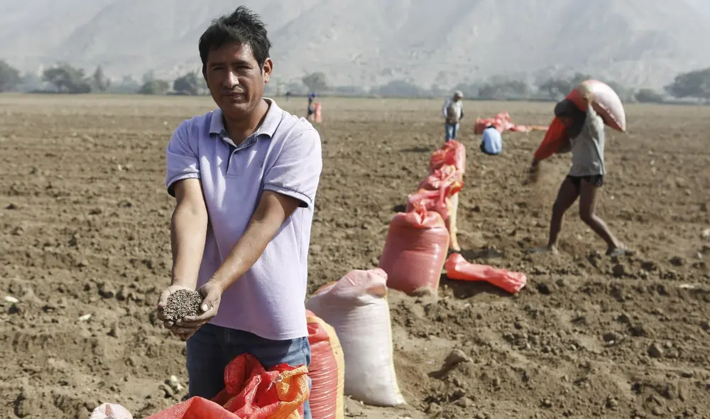 Ante el alza del precio de la urea, productor Efraín Muñoz usa más abonos orgánicos. Foto: Marco Cotrina/LR. Ante el alza del precio de la urea, productor Efraín Muñoz usa más abonos orgánicos. Foto: Marco Cotrina/LR.