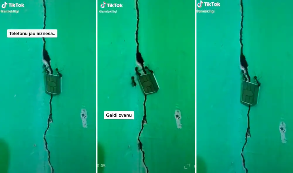 Las hormigas saben que trabajar en equipo da mejores resultados. Foto: composición/ captura de TikTok Las hormigas saben que trabajar en equipo da mejores resultados. Foto: composición/ captura de TikTok