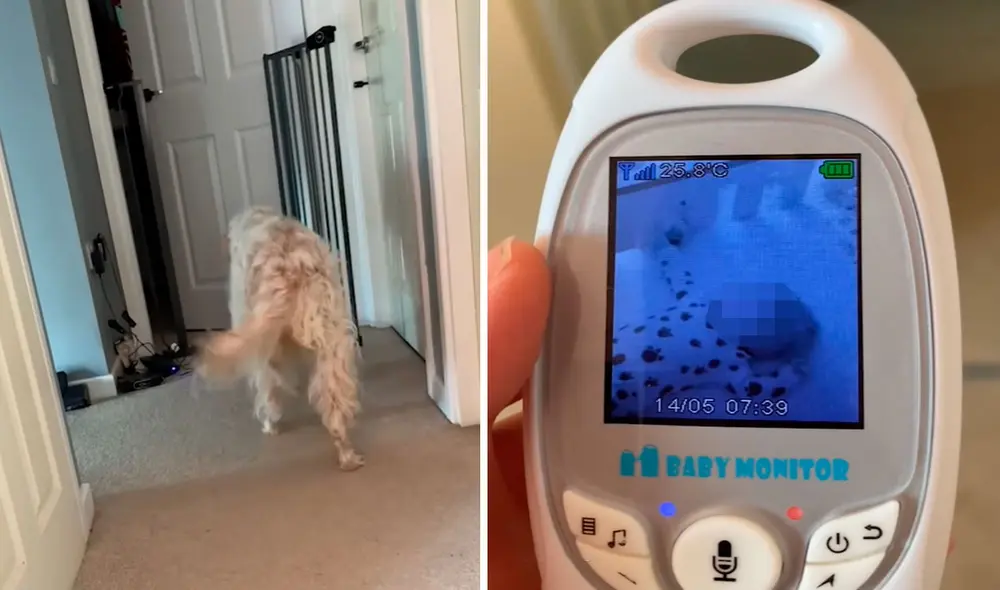 Los padres descubrieron la tierna acción de su mascota tras ver las imágenes que transmitió un monitor de video para bebés. Foto: composición/ captura de Facebook