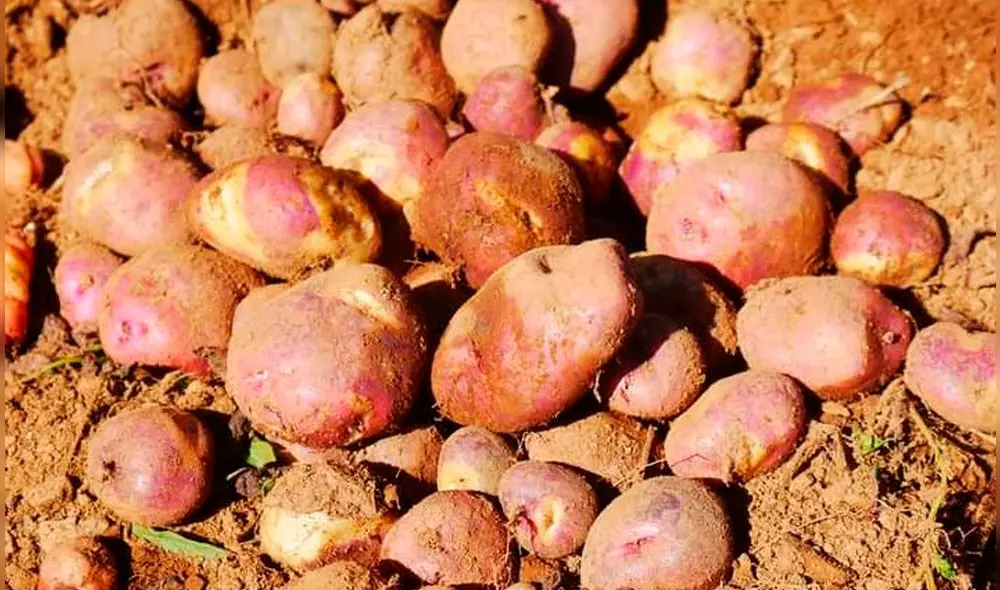 Según el Sedir, el Perú tiene 4.000 variedades de papas nativas. Foto: Sedir Según el Sedir, el Perú tiene 4.000 variedades de papas nativas. Foto: Sedir