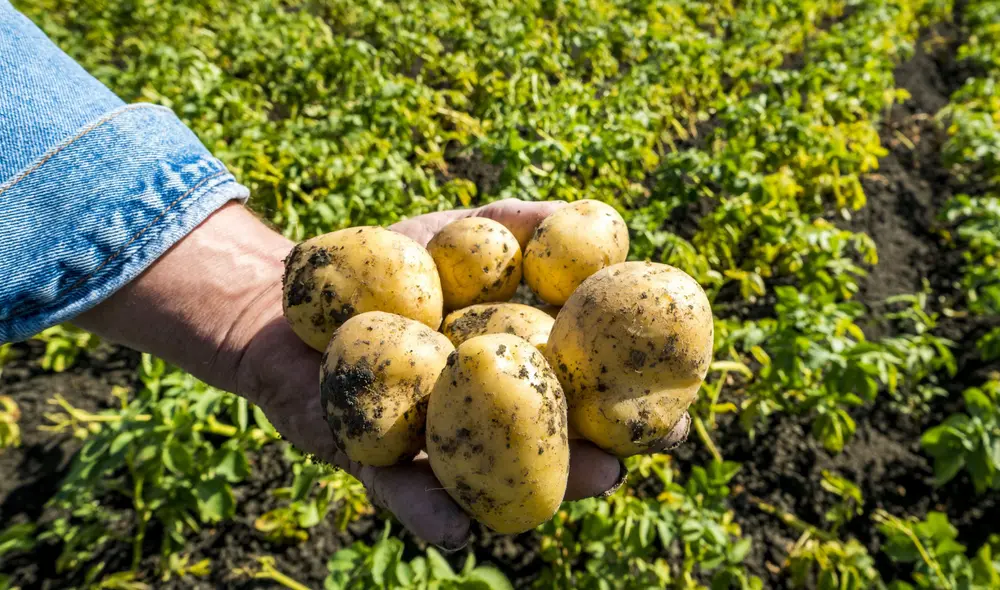 Descubre desde qué año se celebra el Día Nacional de la Papa y cuál es el valor nutricional de este tubérculo. Foto: AFP Descubre desde qué año se celebra el Día Nacional de la Papa y cuál es el valor nutricional de este tubérculo. Foto: AFP