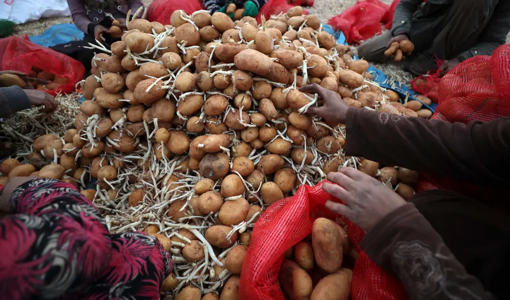 Al menos 700 mil familias de todo el territorio nacional se dedican al cultivo de papa. Foto: AFP Al menos 700 mil familias de todo el territorio nacional se dedican al cultivo de papa. Foto: AFP