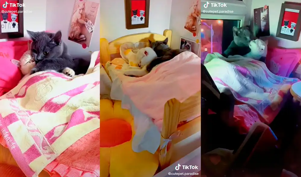 Los gatitos no se separaron en ningún momento. Foto: composición/ @cutepet.paradise/TikTok Los gatitos no se separaron en ningún momento. Foto: composición/ @cutepet.paradise/TikTok