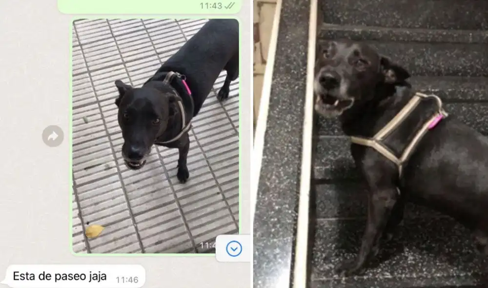 La graciosa conducta del animal hizo reír a más de uno en las redes sociales. Foto: composición/ captura de Twitter