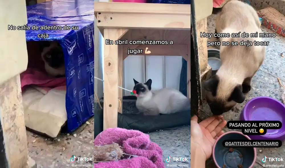 El gatito fue rescatado por su nueva cuidadora. Foto: composición/ @arminelgato/TikTok El gatito fue rescatado por su nueva cuidadora. Foto: composición/ @arminelgato/TikTok