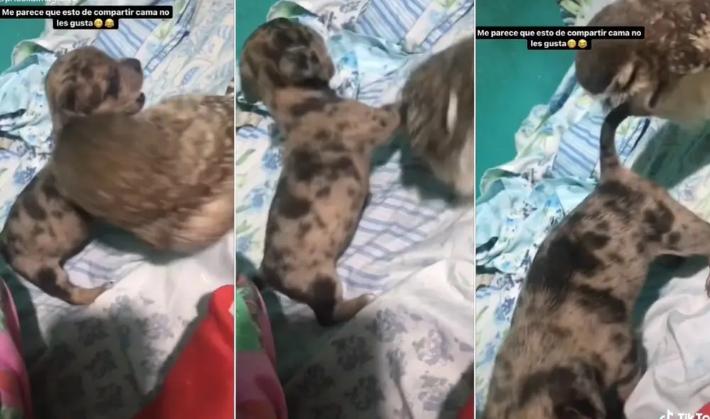 La viral escena compartida por Magali (@priscila.magali02) fue publicada en diferentes plataformas sociales. Foto: captura de TikTok La viral escena compartida por Magali (@priscila.magali02) fue publicada en diferentes plataformas sociales. Foto: captura de TikTok