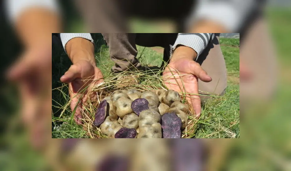 Con una producción de 5,7 toneladas, el Perú se ha convertido en el primer productor de papa en América Latina, según informó el Midagri. Foto: Midagri Con una producción de 5,7 toneladas, el Perú se ha convertido en el primer productor de papa en América Latina, según informó el Midagri. Foto: Midagri