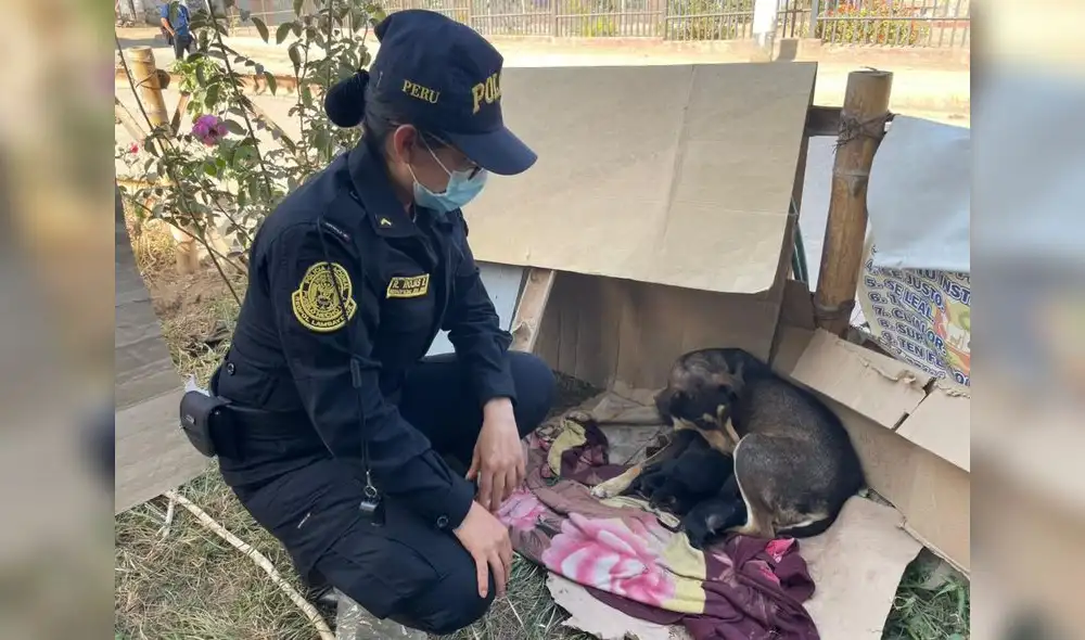Efectivos policiales esperan que cumplan 1 mes de nacidos para darlos en adopción. Foto: PNP