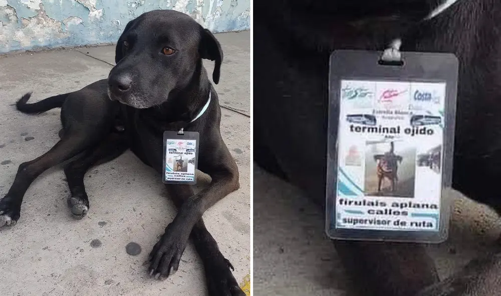 El perrito llegó a una estación de buses, se ganó la confianza de todos y jamás se fue. Ahora es Supervisor de Ruta. Foto: Composición LR / Facebook: Amigos de Lucho El perrito llegó a una estación de buses, se ganó la confianza de todos y jamás se fue. Ahora es Supervisor de Ruta. Foto: Composición LR / Facebook: Amigos de Lucho