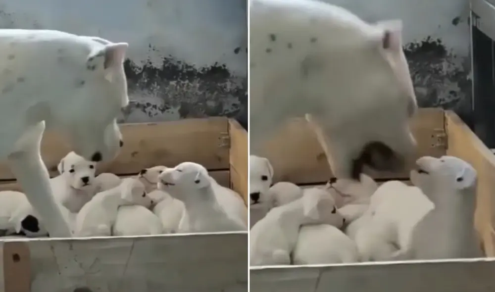 La viral escena compartida en redes por la página @Controversia cautivó a miles de usuarios, quienes reaccionaron de inmediato. Foto: captura de Facebook La viral escena compartida en redes por la página @Controversia cautivó a miles de usuarios, quienes reaccionaron de inmediato. Foto: captura de Facebook