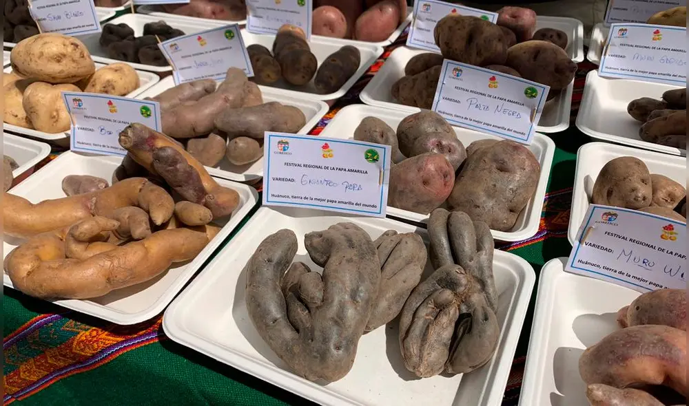 En la sierra de Áncash se cosechan 163 variedades de papa nativa. Foto: Sedir En la sierra de Áncash se cosechan 163 variedades de papa nativa. Foto: Sedir