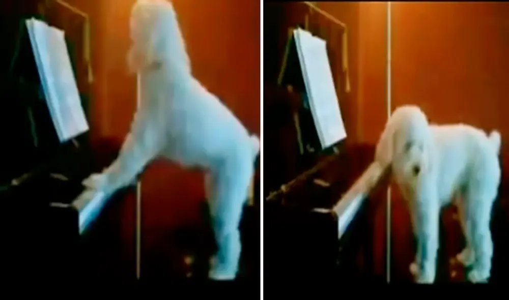 Internautas y amantes de los animales bautizaron al canino como el PerriMercury. Foto: captura de TikTok Internautas y amantes de los animales bautizaron al canino como el PerriMercury. Foto: captura de TikTok