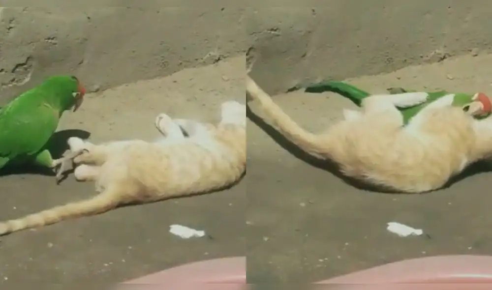 Al finalizar la pelea, ambos animales se amistaron. Foto: composición/ @crissb0y_/TikTok