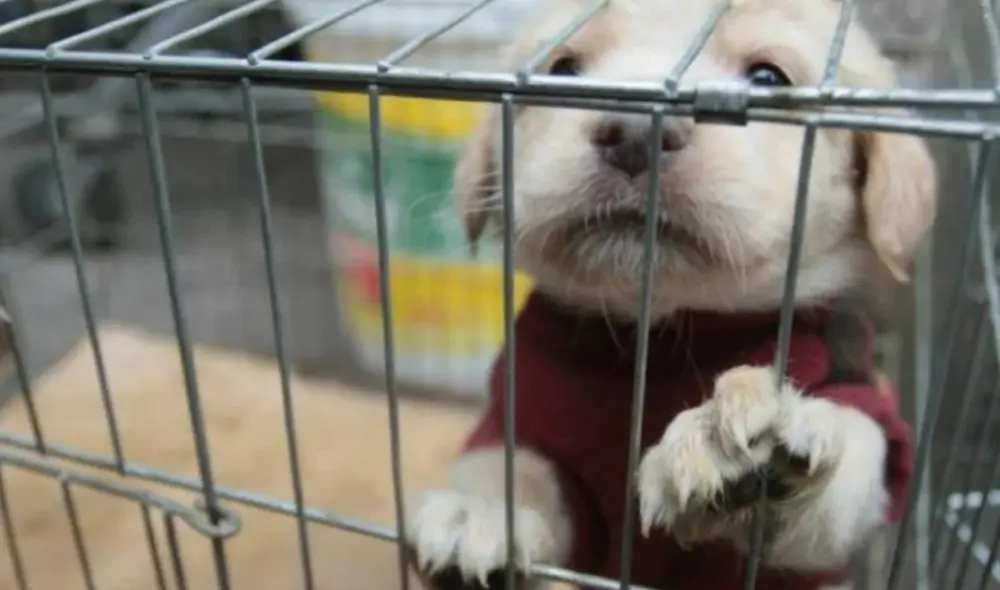 Medida busca frenar el robo y/o venta ilegal de animales. Foto: PUCP