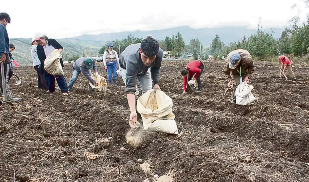 Campaña agrícola. Gobierno busca abastecer de fertilizantes a los productores locales, cuya distribución será gratuita. Foto: difusión